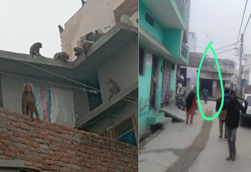 रामपुर : साथी की मौत पर बंदरों ने मचाया आतंक, कई घंटे बंद रहा रास्ता